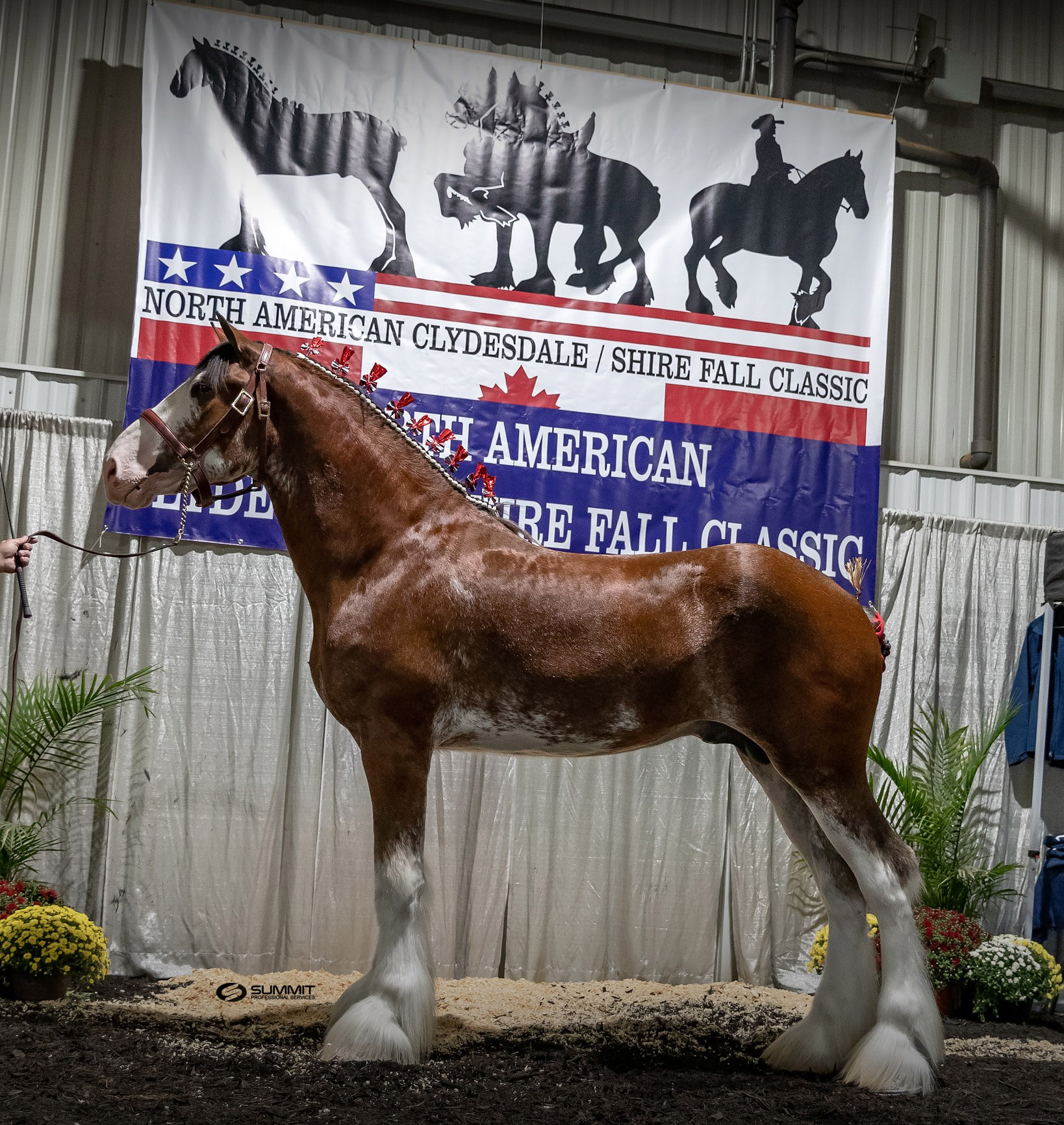 Anderson`s Taurus, he was named the 2021 All-American Two-Year-Old Clydesdale Stallion